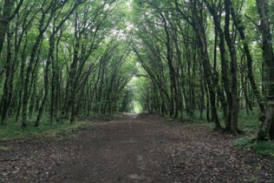 лес, деревья, природа ИА Stavropol.Media, Елена Гиневская